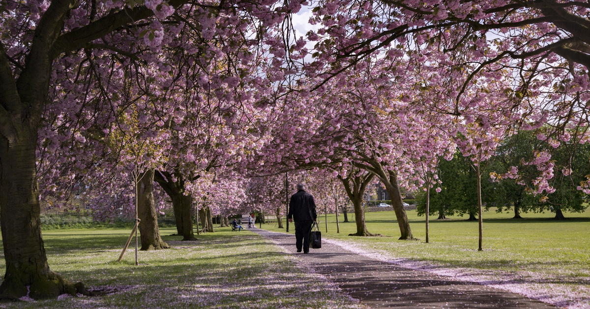 cherry blossoms