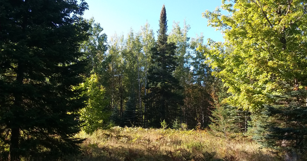 Trees, sunlight, and shadow in Habdur